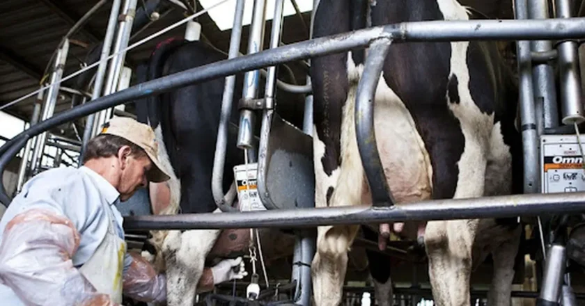 Lechería de Tucumán: «Vemos un leve aumento en la producción»