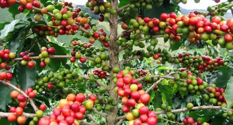 «No para de crecer y tiene potencial»: Tucumán se proyecta como el nuevo polo cafetero del país