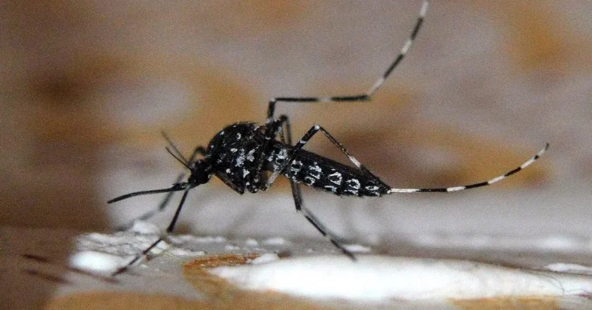 Chikungunya: confirman 155 casos y destacan que la curva “no crece de forma exponencial”