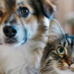 Dónde se brindará el servicio gratuito de castración para mascotas en San Miguel de Tucumán