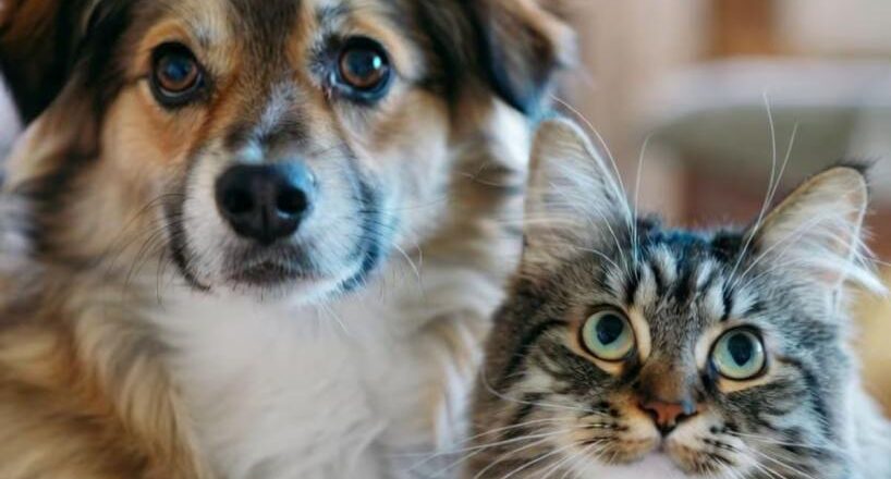 Dónde se brindará el servicio gratuito de castración para mascotas en San Miguel de Tucumán
