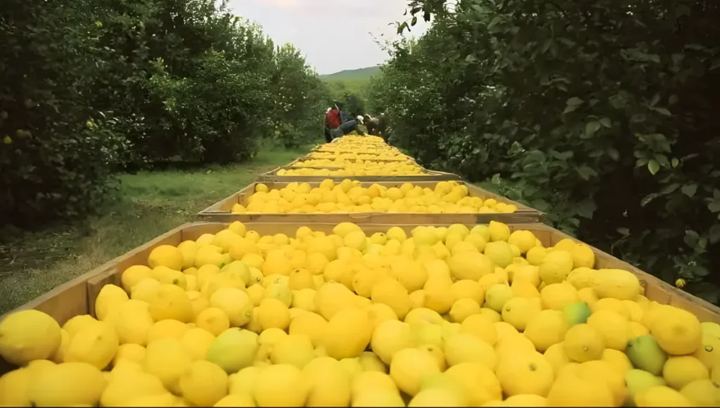 Oportunidad para el limón tucumano: Panamá abrió su mercado a los cítricos