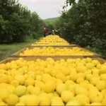 Oportunidad para el limón tucumano: Panamá abrió su mercado a los cítricos