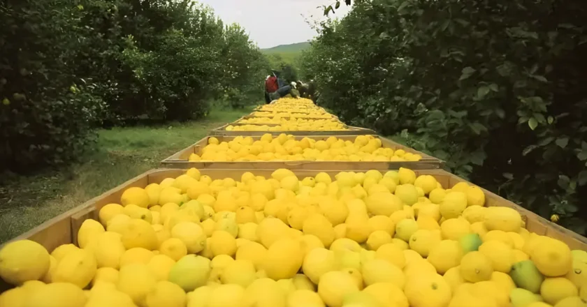Oportunidad para el limón tucumano: Panamá abrió su mercado a los cítricos