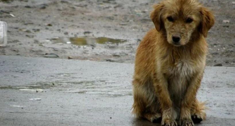 Tafí Viejo se une contra el maltrato y a favor del respeto animal