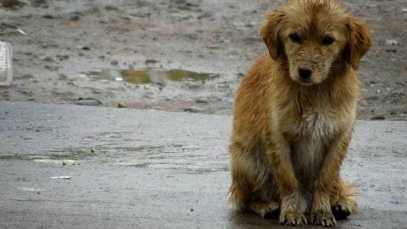 Tafí Viejo se une contra el maltrato y a favor del respeto animal