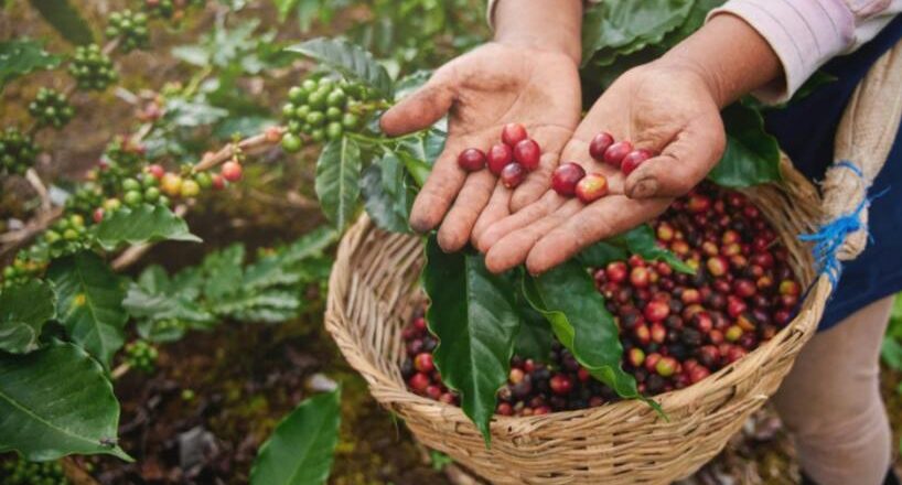 «Podemos ser líderes»: productores apuestan a convertir al café en una nueva gran industria de Tucumán