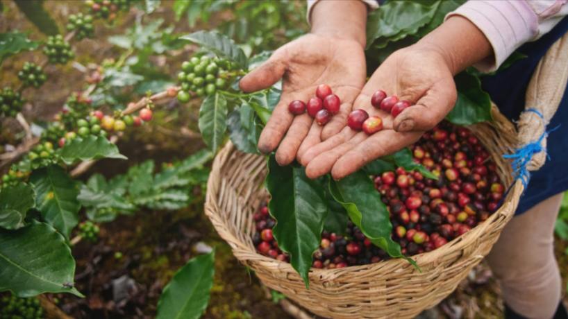 «Podemos ser líderes»: productores apuestan a convertir al café en una nueva gran industria de Tucumán